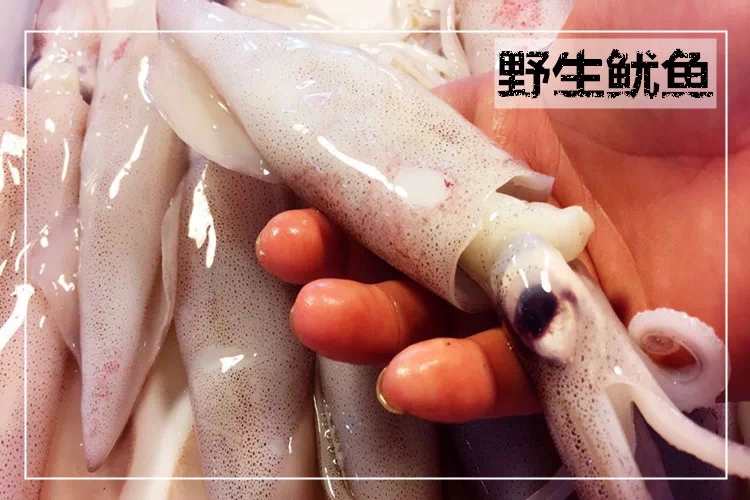 八爪鱼是鱿鱼还是墨鱼图片,墨鱼八爪鱼章鱼有什么区别