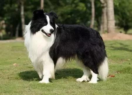 如何训练边境牧羊犬基本动作,怎么训练边境牧羊犬