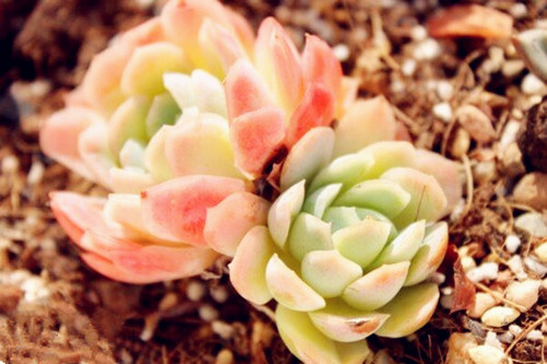 多肉植物需要怎么处理,多肉植物有枯叶怎么办