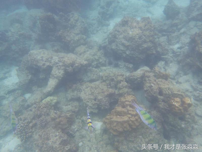 普吉岛内旅游景点,普吉岛城市旅游攻略图