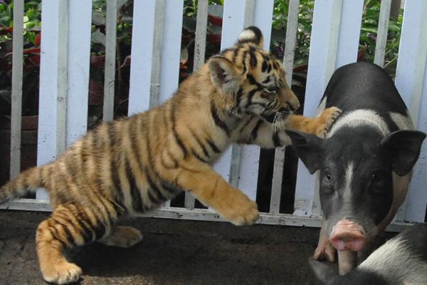 十二生肖牛的最佳配对属相是什么,属相的最佳配对是什么生肖