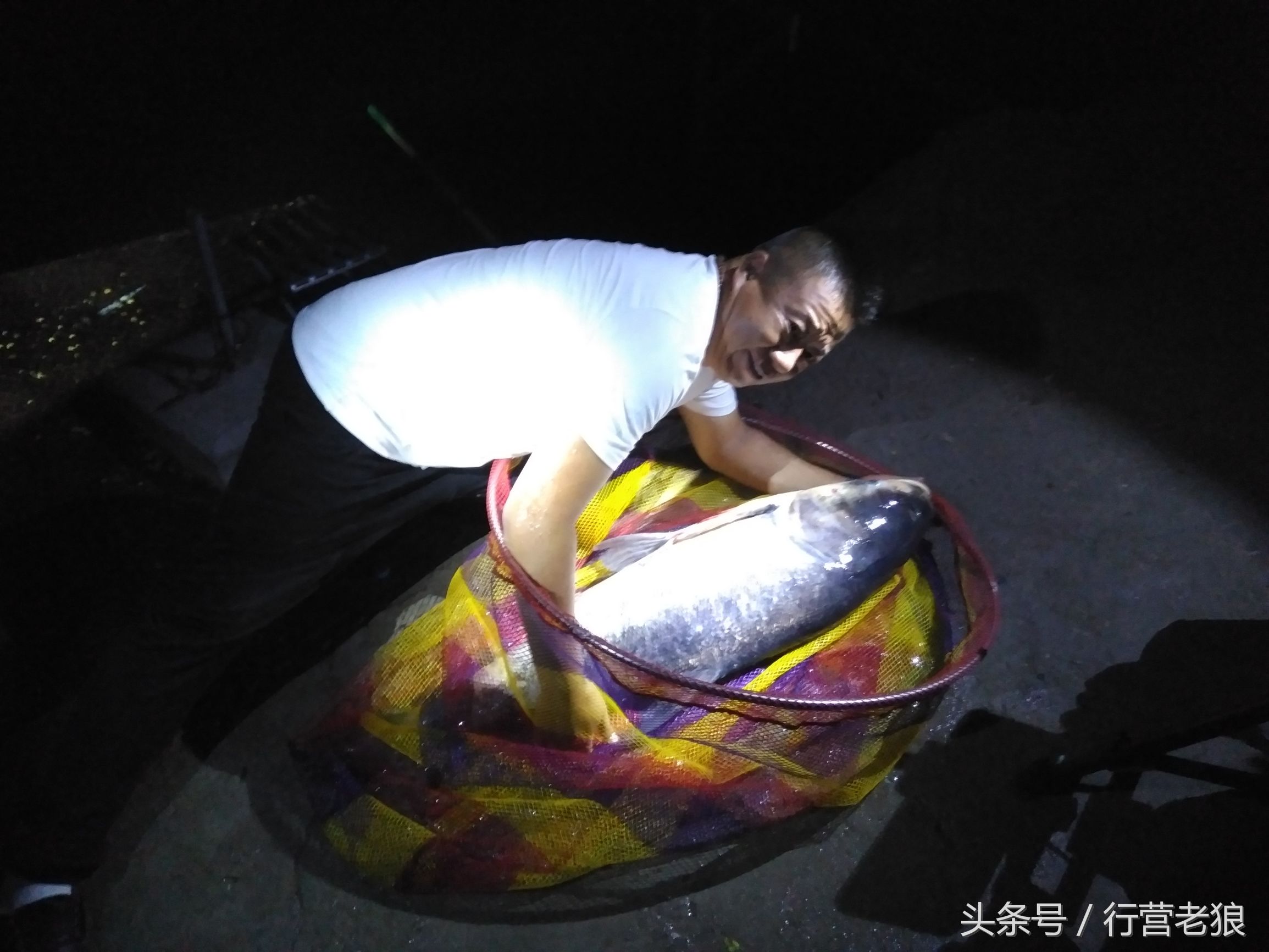 气温高钓鲢鳙为什么钓到小翘嘴,钓鲢鳙鱼气温下降怎样钓