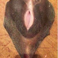 广东人天上飞的地上跑的,广东人吃天上飞的地上跑的能吃吗