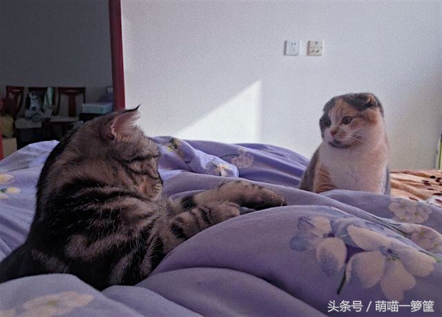 怎么辨别两只猫咪打架还是玩耍,多猫家庭怎么辨别猫尿