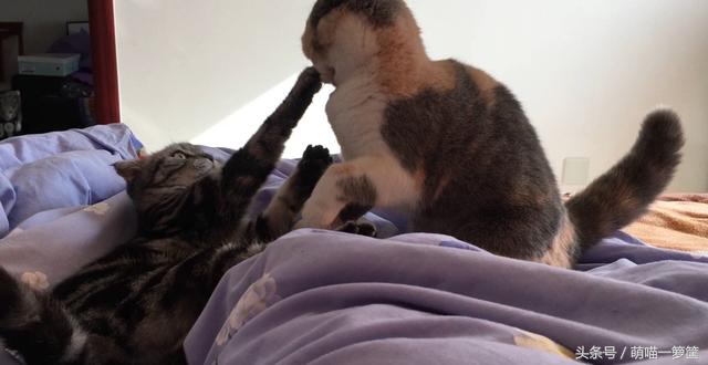 怎么辨别两只猫咪打架还是玩耍,多猫家庭怎么辨别猫尿