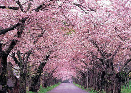 全世界各国的国花有哪些,世界各国国花大全图表