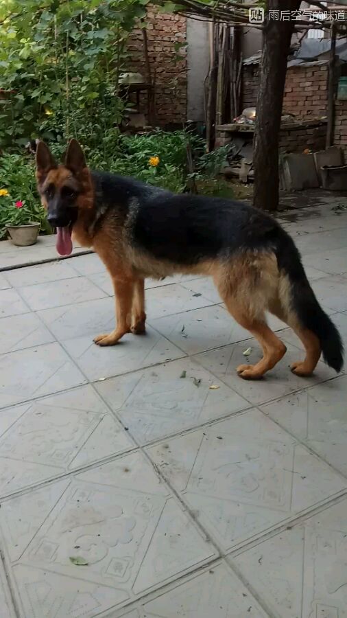 一只德牧从出生到长大的变化,平背短毛德牧幼犬1-12个月变化图