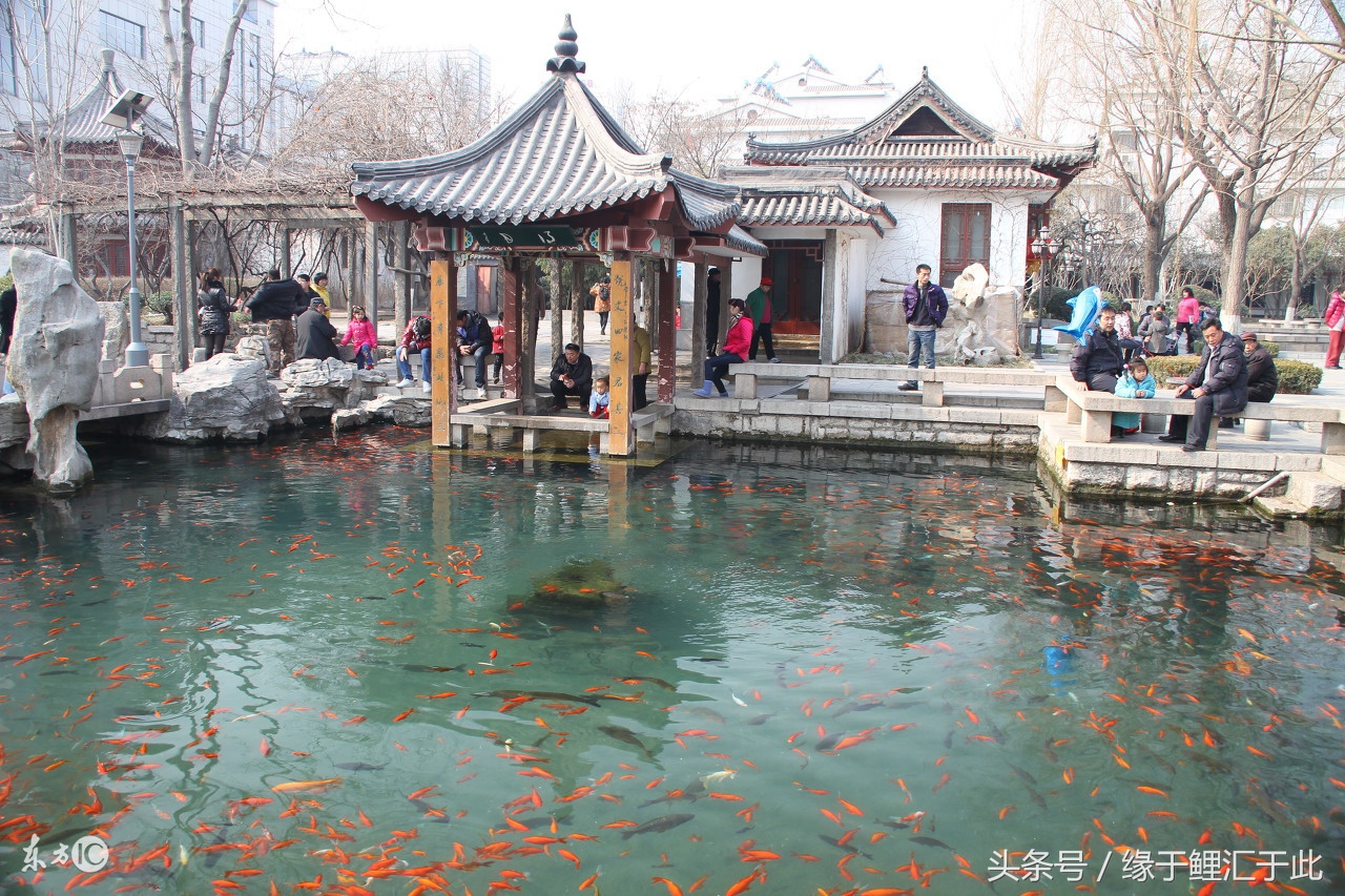 鱼池水浑怎么办,鱼池有鱼腥味