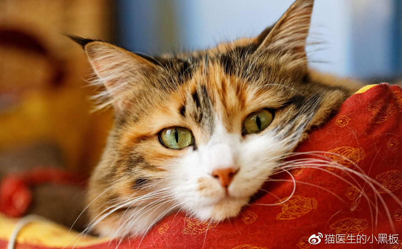 驱蚊杀虫剂对人体的危害,猫咪驱蚊液中毒怎么办