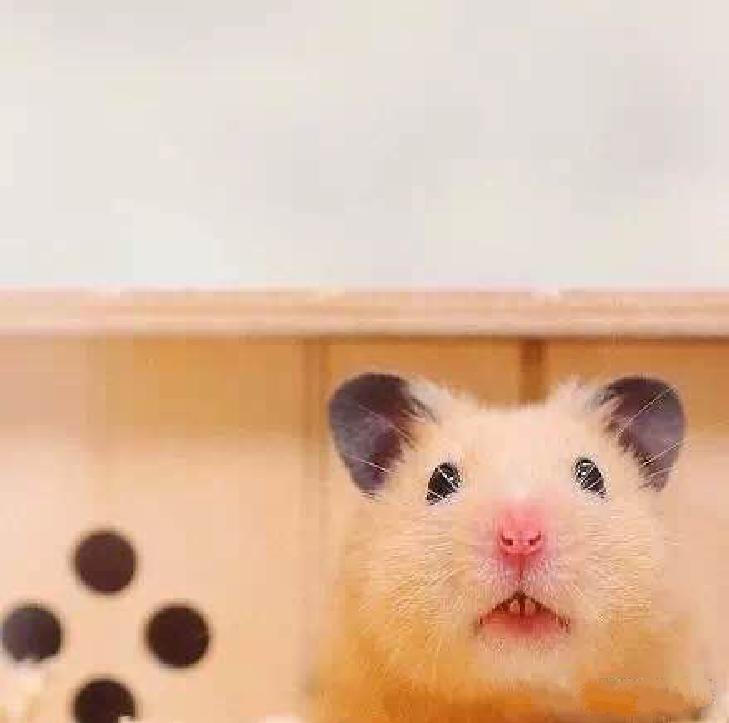 仓鼠宠物沟通,仓鼠宠物怎么上手训练