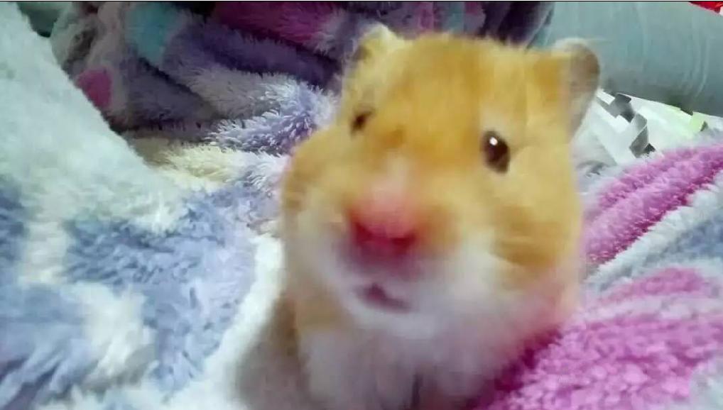 仓鼠宠物沟通,仓鼠宠物怎么上手训练