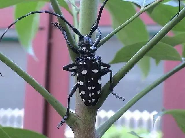 葡萄树干有蛀虫怎么办,葡萄蛀虫