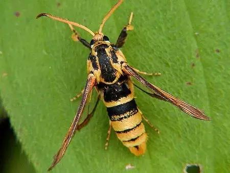 葡萄树干有蛀虫怎么办,葡萄蛀虫