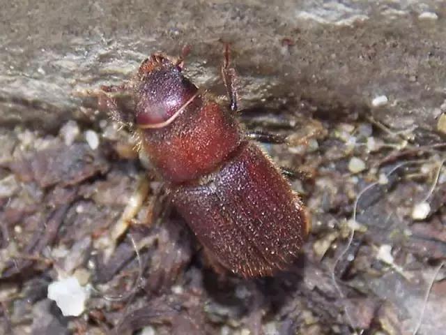 葡萄树干有蛀虫怎么办,葡萄蛀虫