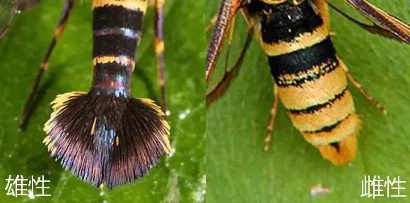 葡萄树干有蛀虫怎么办,葡萄蛀虫