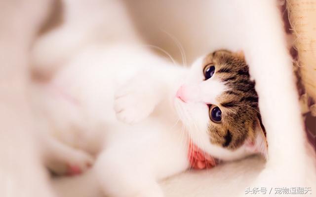 猫咪肠胃炎症状和治疗,猫咪肠胃炎医院会给输什么药水