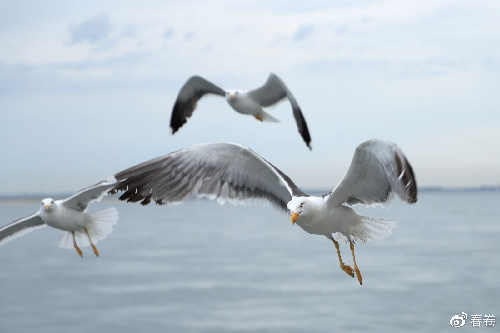 佳能6d2到底值不值得入手,6d2可通过固件升级解决宽容度吗