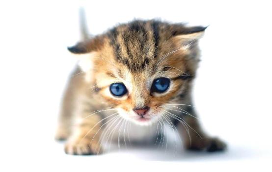 新手养猫幼崽的基础知识,未睁眼的幼猫喂养须知养猫常识