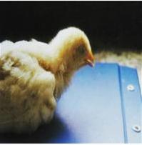 中医辨证霉菌,从中医角度看女性霉菌