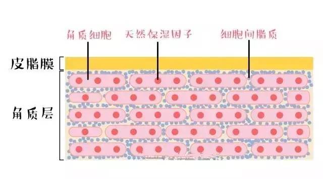 外油内干是怎么样的,外油内干的真实原因