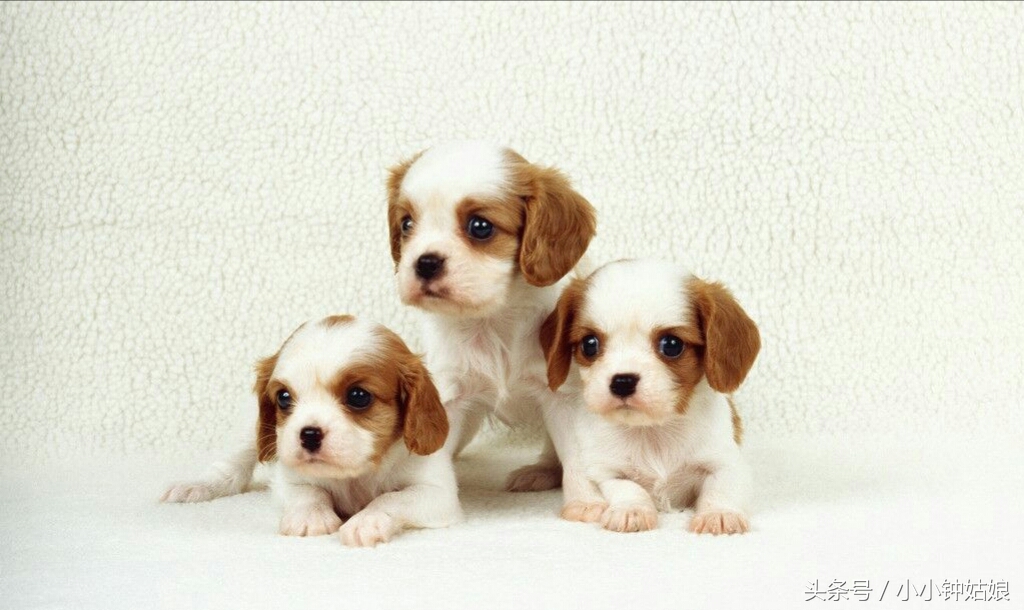 狗狗生病细小怎么治,狗狗生病拉血怎么办