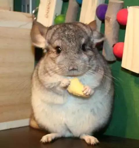 龙猫公母单养哪个好养,养龙猫需要多大的笼子