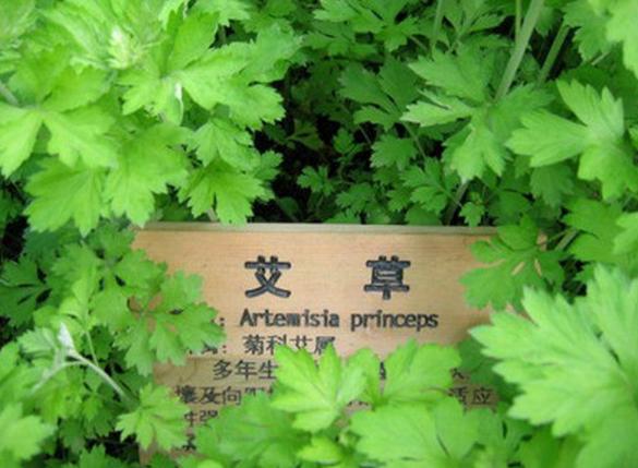 中医辨证霉菌,从中医角度看女性霉菌