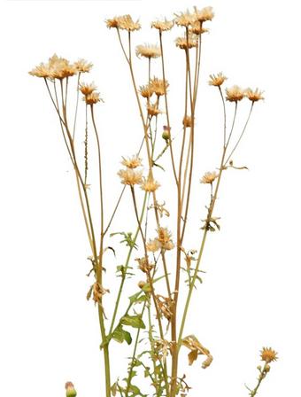 中医辨证霉菌,从中医角度看女性霉菌