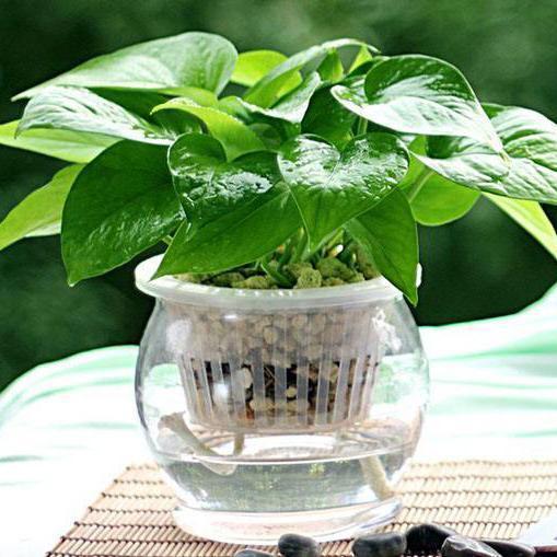 装修好的房子种什么植物能去甲醛,24小时去甲醛有害气体的植物