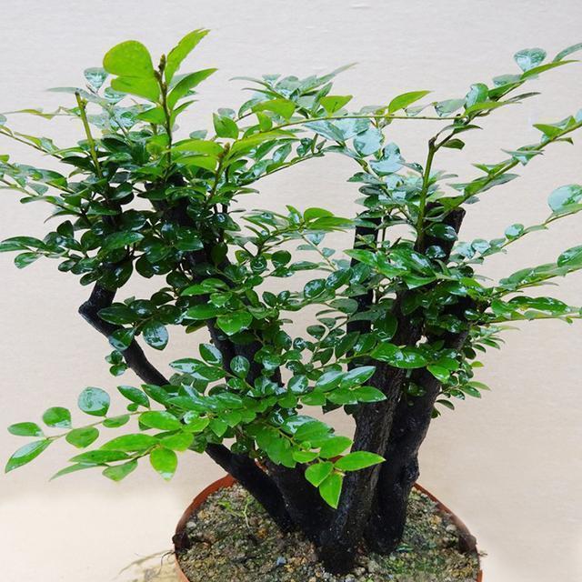 装修好的房子种什么植物能去甲醛,24小时去甲醛有害气体的植物