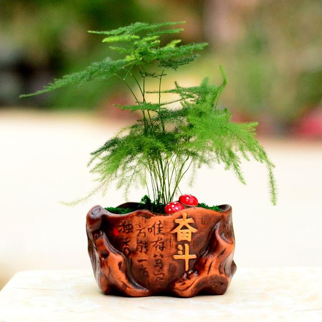 装修好的房子种什么植物能去甲醛,24小时去甲醛有害气体的植物