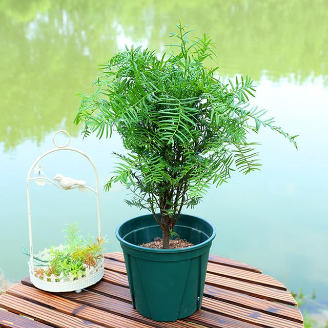 装修好的房子种什么植物能去甲醛,24小时去甲醛有害气体的植物