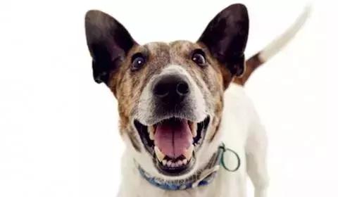 猫狗“有味”从何来？你不得不知的宠物臭味来源