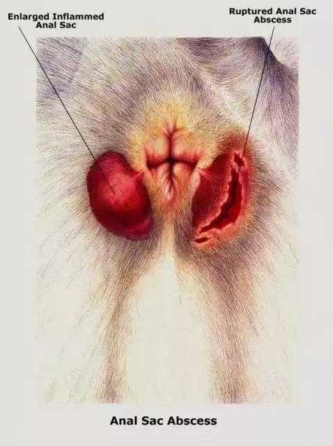 猫狗“有味”从何来？你不得不知的宠物臭味来源