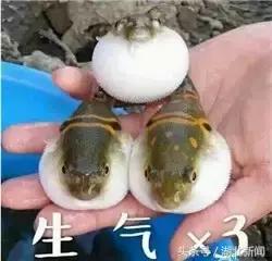 中国十大毒性最强动物,十大最强剧毒动物