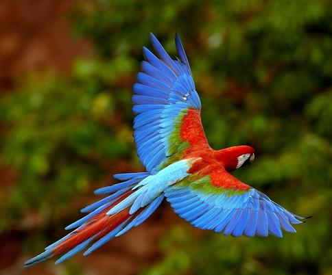 家里有猫猫狗狗还能养鹦鹉吗,养鹦鹉和养猫