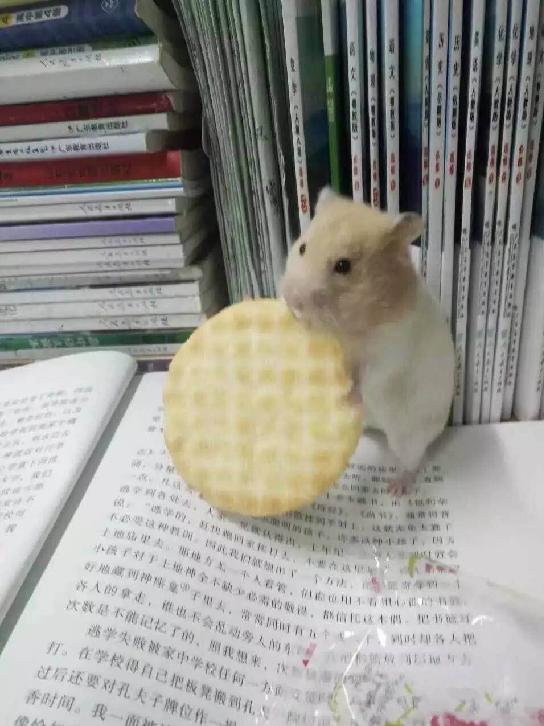 仓鼠怎么分辨公母母仓鼠怀孕征兆,仓鼠怀孕后要把公仓鼠隔离吗