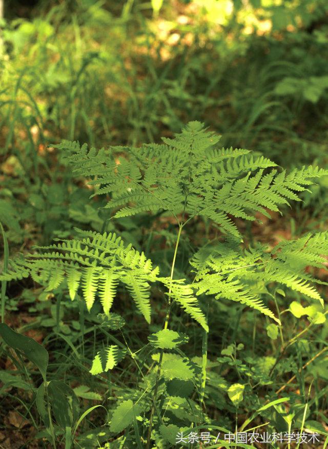 走进大兴安岭原始森林,探秘野生动物世界