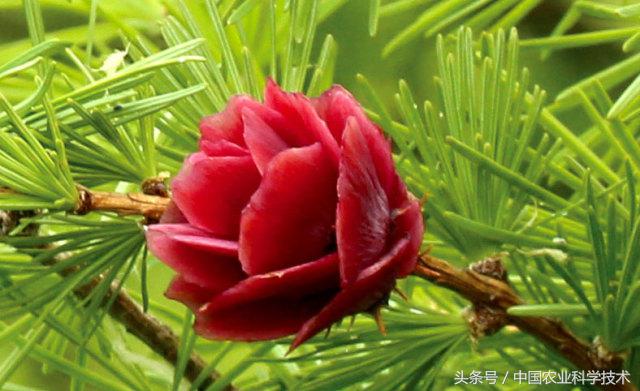 走进大兴安岭原始森林,探秘野生动物世界