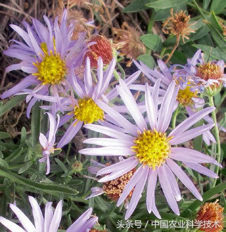 走进大兴安岭原始森林,探秘野生动物世界