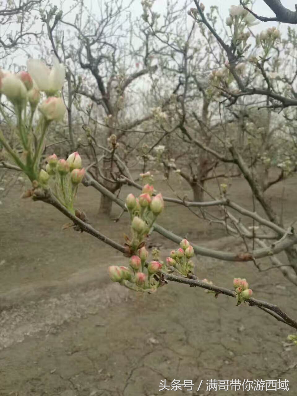 库尔勒香梨熟了!古尔邦节假期去库尔勒采香梨吧!只要4元每公斤
