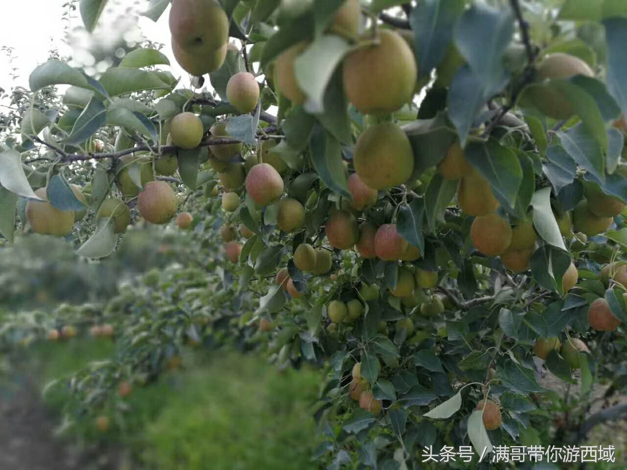 库尔勒香梨熟了!古尔邦节假期去库尔勒采香梨吧!只要4元每公斤