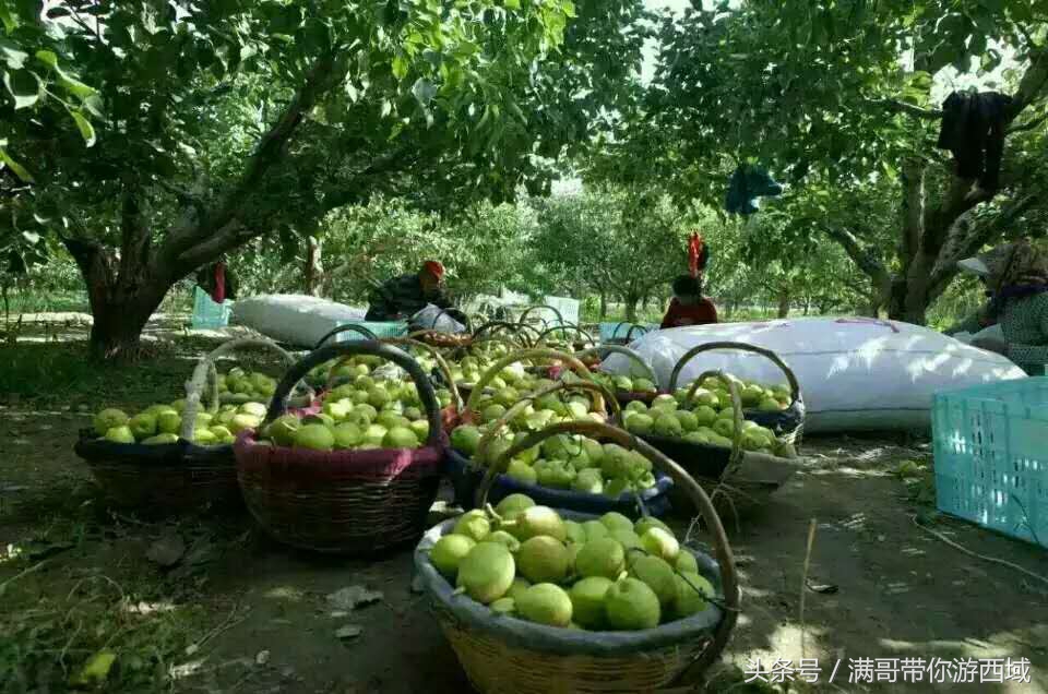 库尔勒香梨熟了!古尔邦节假期去库尔勒采香梨吧!只要4元每公斤