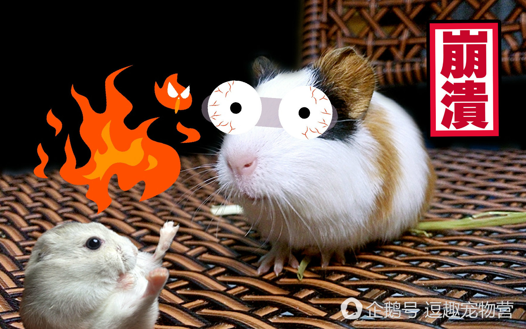 天竺鼠的饲养注意事项,天竺鼠和仓鼠有什么不一样