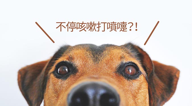 宠物一直打喷嚏怎么办,宠物一直气喘怎么办