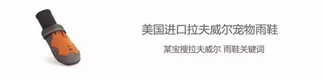 家有毛孩子|老司机说不买齐这些甭养狗