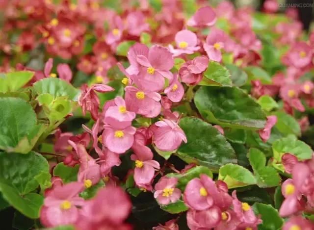 四季秋海棠什么时候剪枝,秋海棠为什么叶子皱