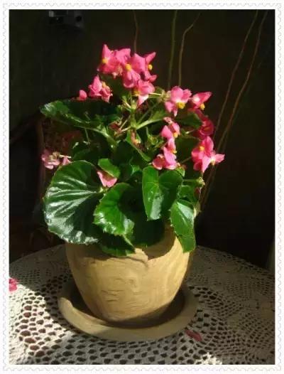 四季秋海棠什么时候剪枝,秋海棠为什么叶子皱