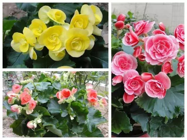 四季秋海棠什么时候剪枝,秋海棠为什么叶子皱