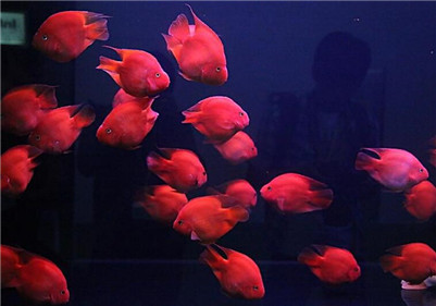 鹦鹉鱼长黑斑怎么办？鹦鹉鱼黑斑病的治疗方法及原因介绍！